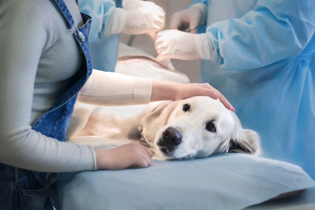 Dog-having-an-operation