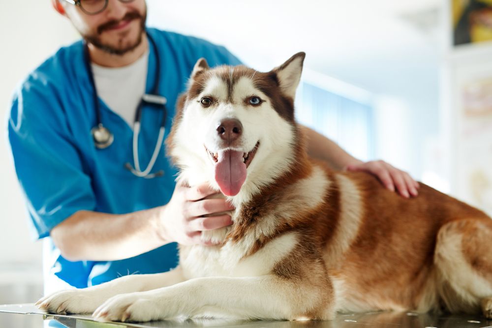 Husky Sitting on A Vets Operating Table